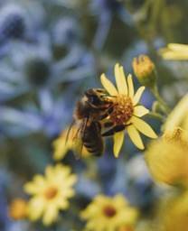 Jeantet s&#039;investit dans la préservation des abeilles avec la société Ruchappy